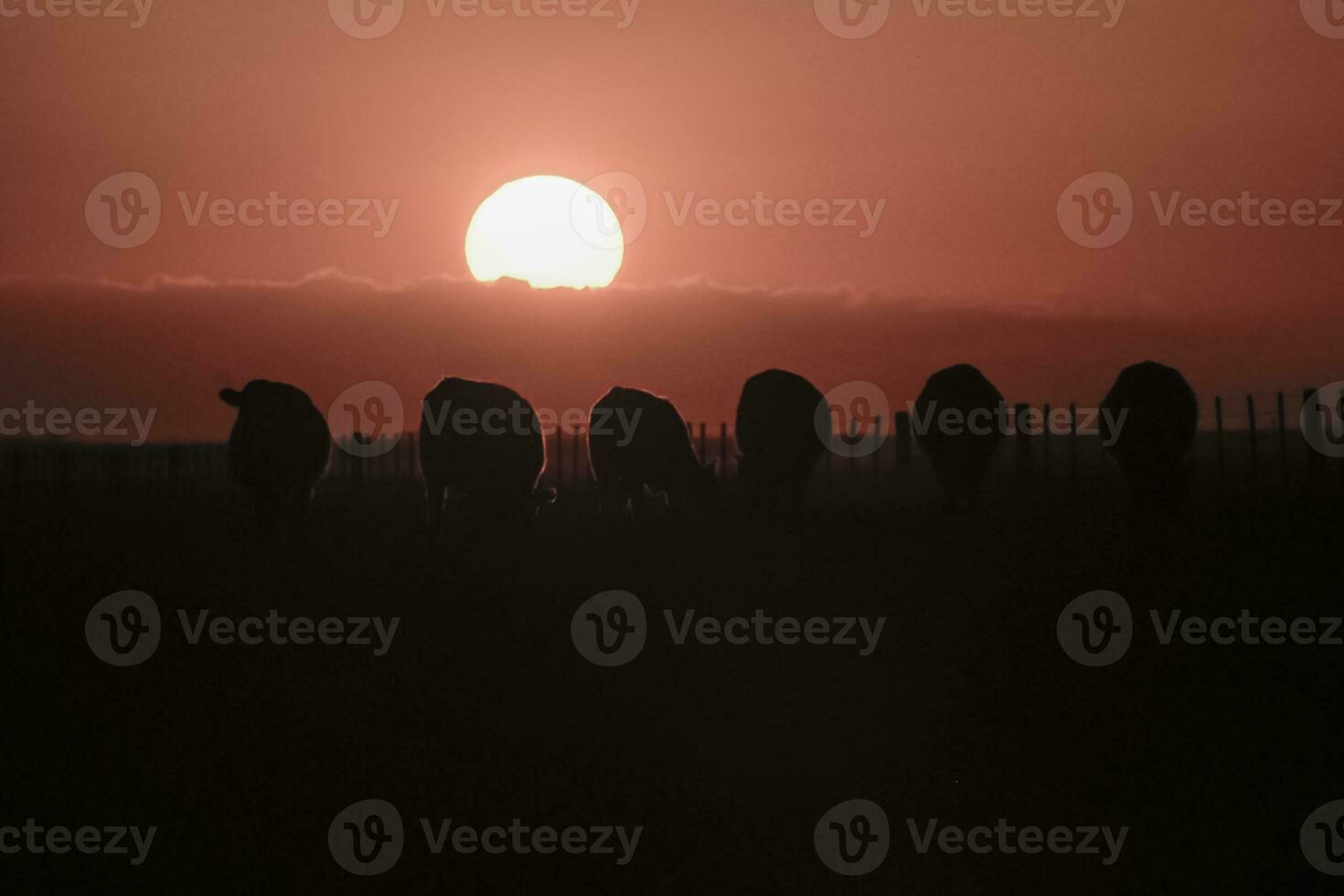 Cows silhouettes  grazing, La Pampa, Patagonia, Argentina. photo