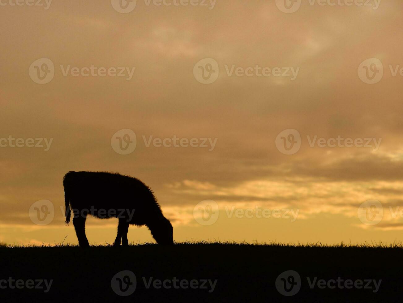 vacas alimentado césped, en campo, pampa, patagonia,argentina foto