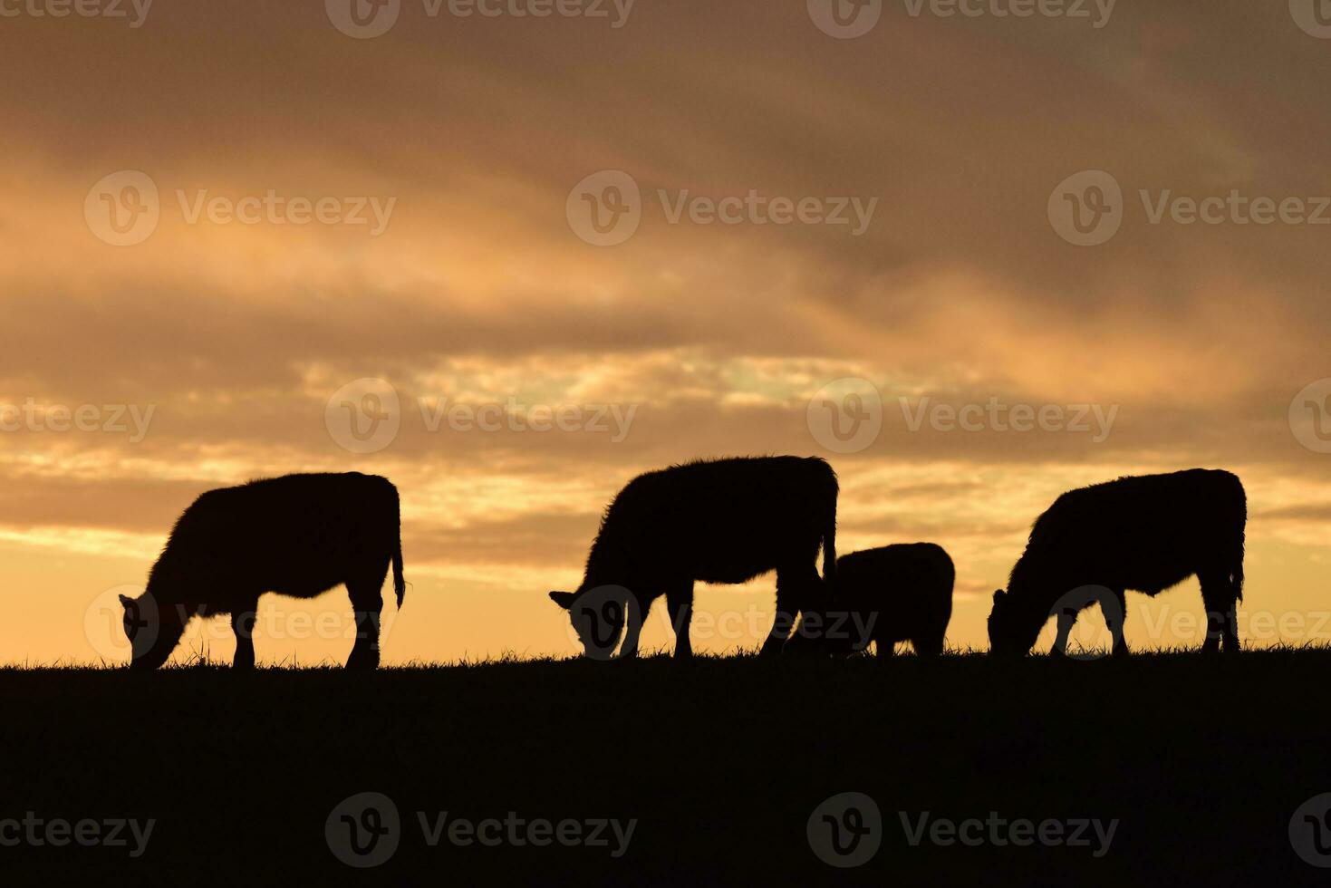 vacas alimentado césped, en campo, pampa, patagonia,argentina foto