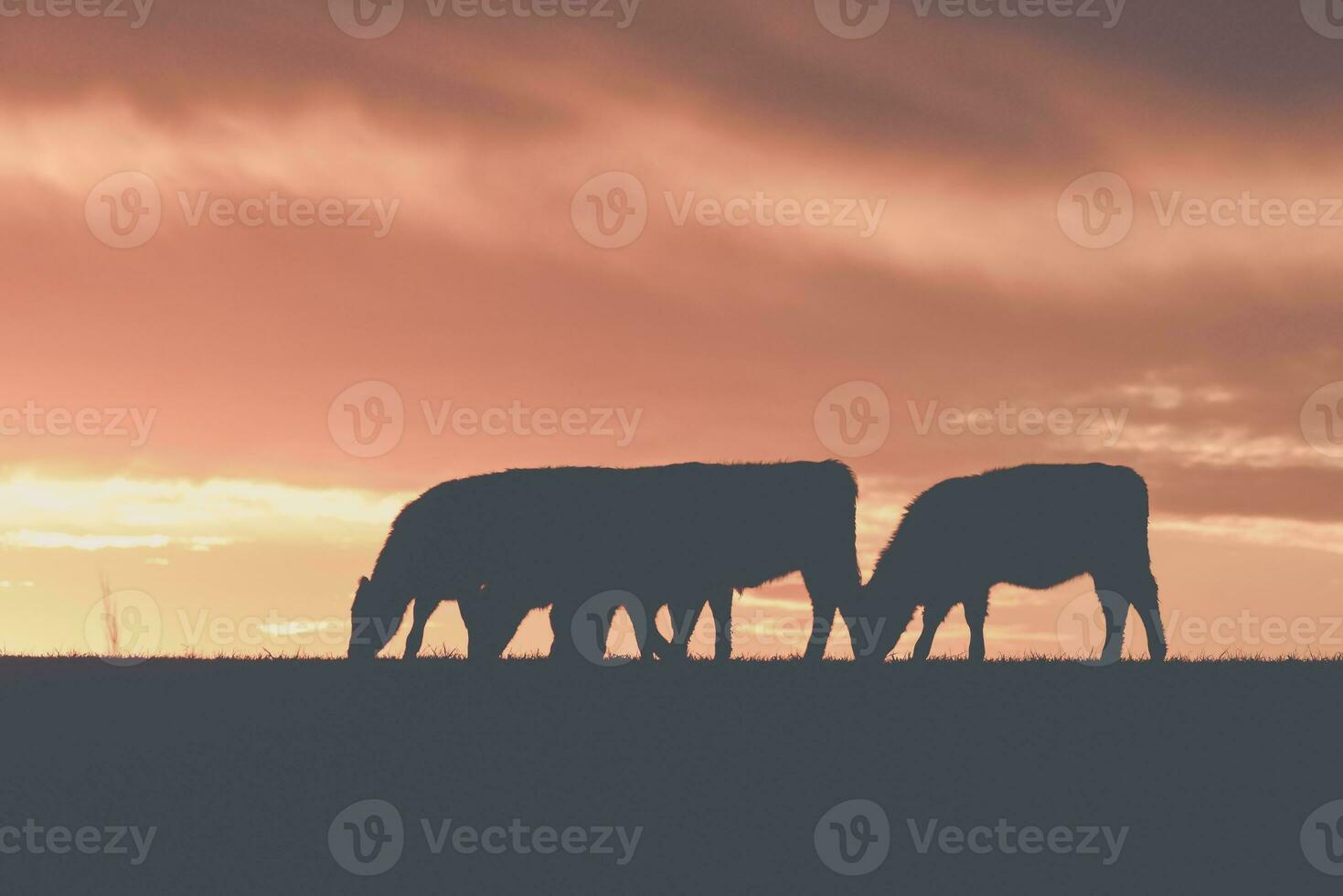 vacas alimentado césped, en campo, pampa, patagonia,argentina foto