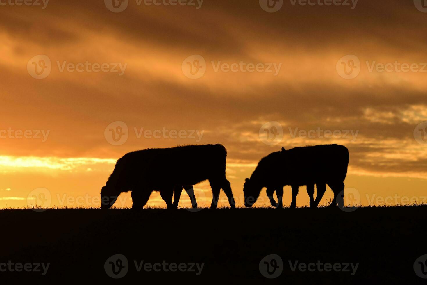 Cows fed  grass, in countryside, Pampas, Patagonia,Argentina photo