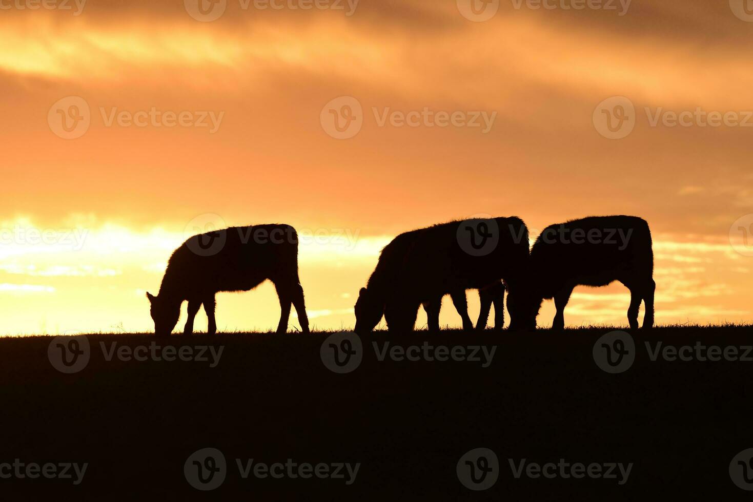 vacas alimentado césped, en campo, pampa, patagonia,argentina foto