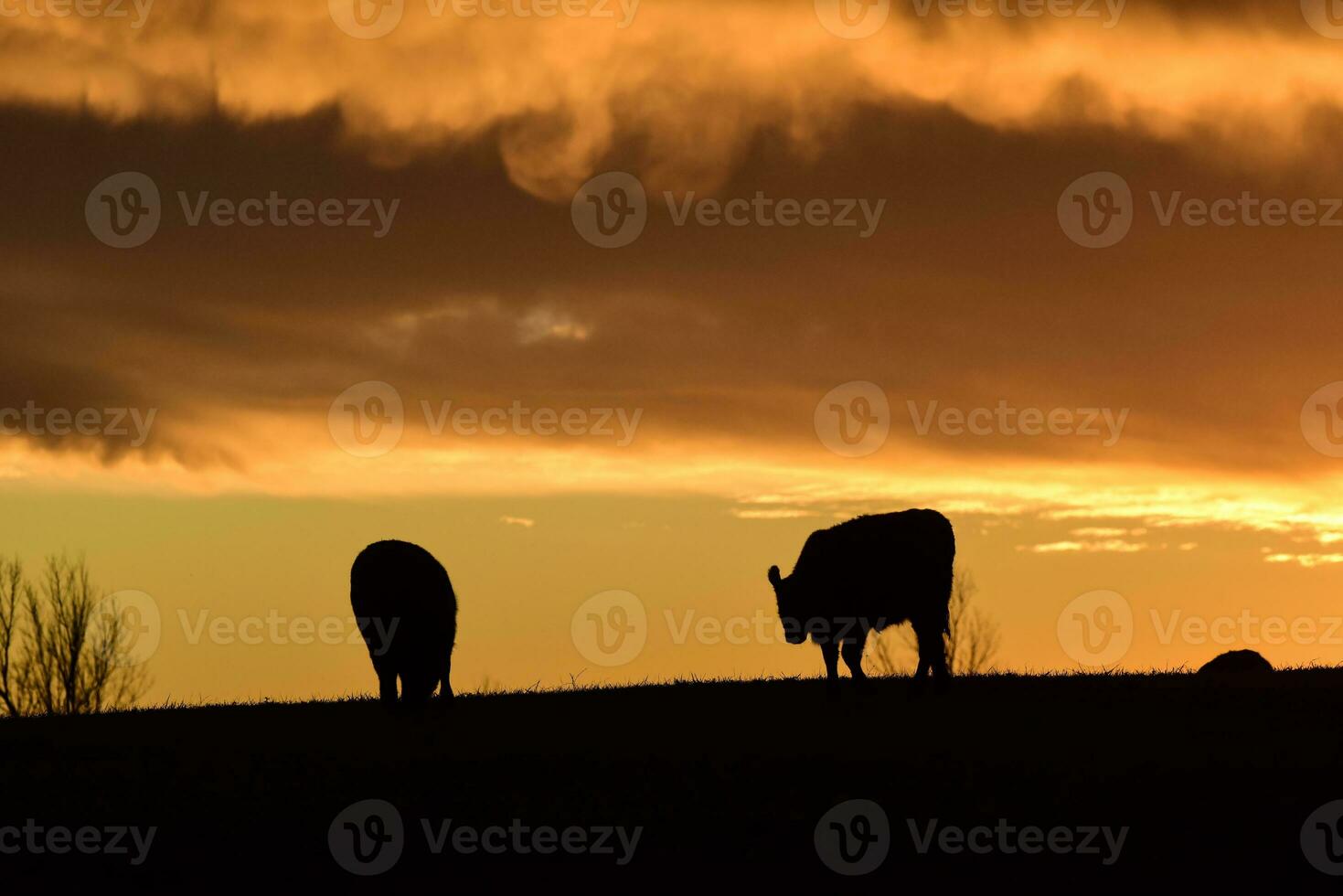 vacas alimentado césped, en campo, pampa, patagonia,argentina foto