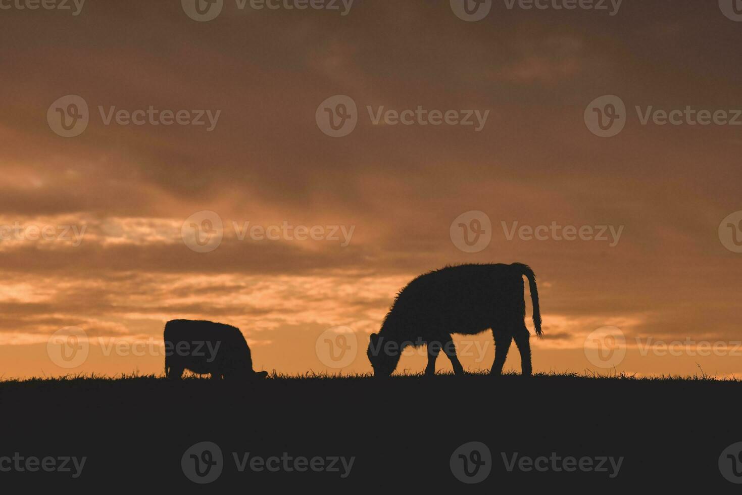 Cows fed  grass, in countryside, Pampas, Patagonia,Argentina photo