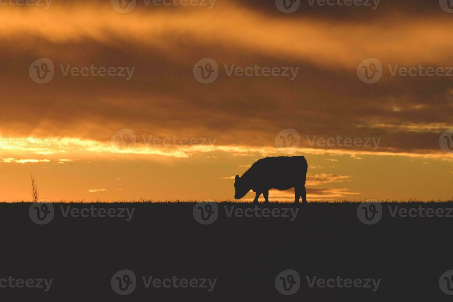 Cows fed  grass, in countryside, Pampas, Patagonia,Argentina photo