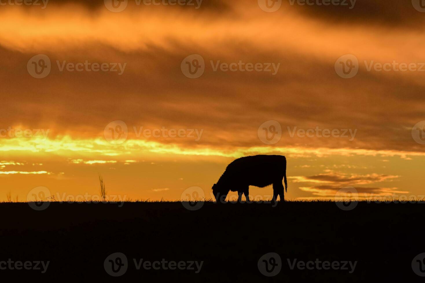 vacas alimentado césped, en campo, pampa, patagonia,argentina foto