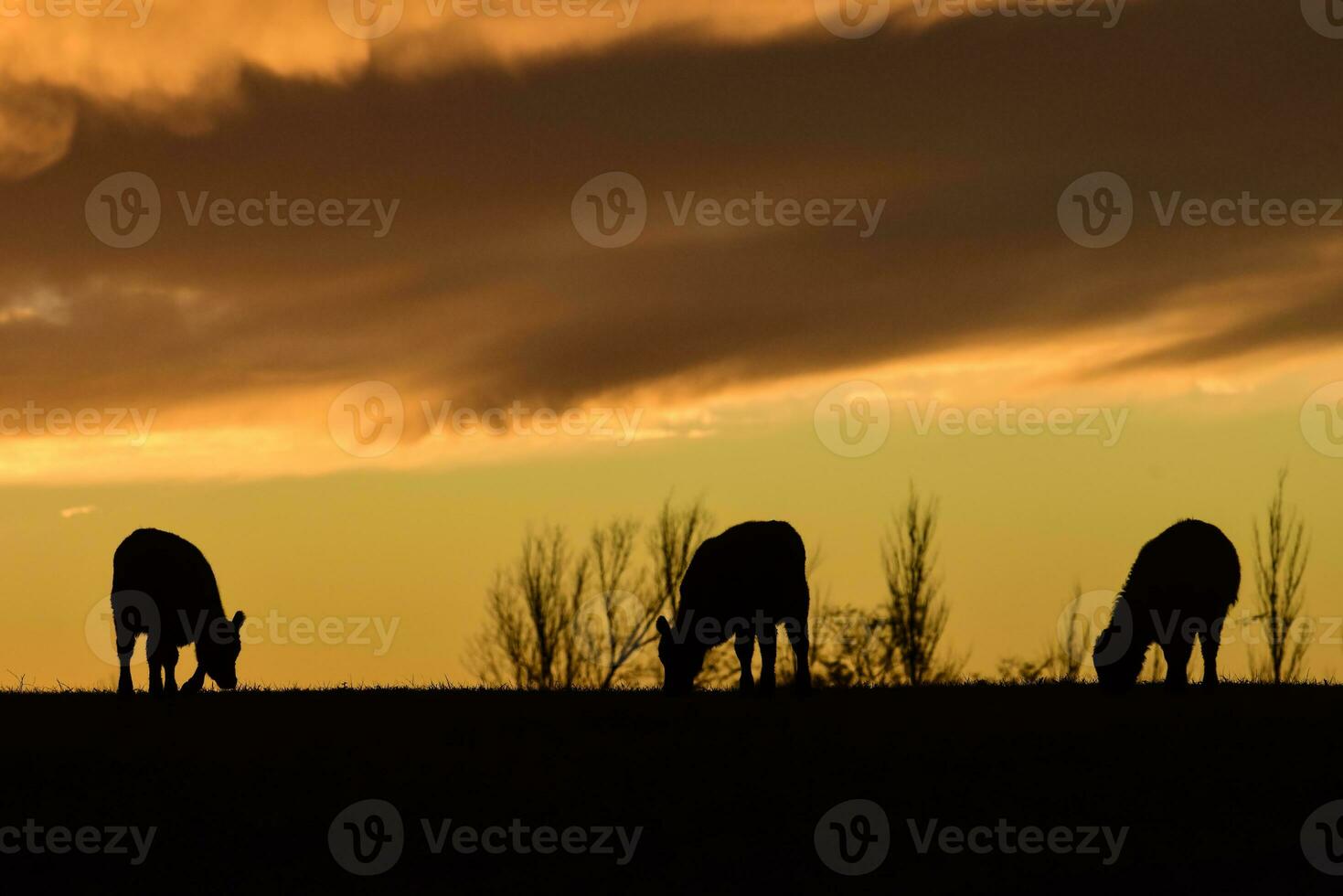 Cows fed  grass, in countryside, Pampas, Patagonia,Argentina photo