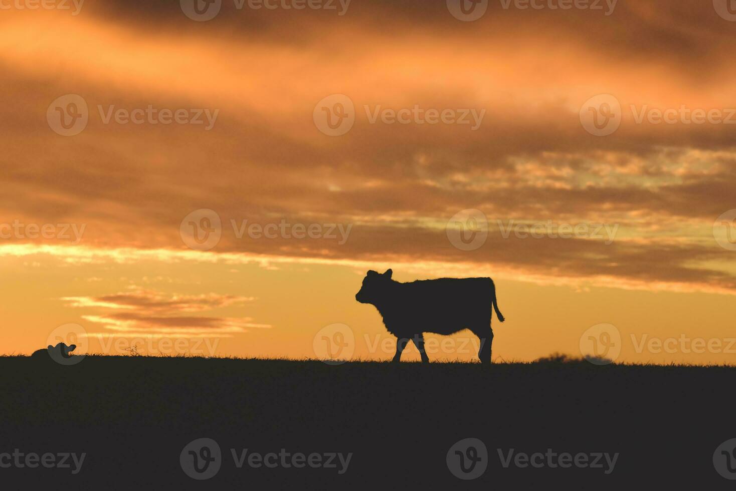 Cows fed  grass, in countryside, Pampas, Patagonia,Argentina photo