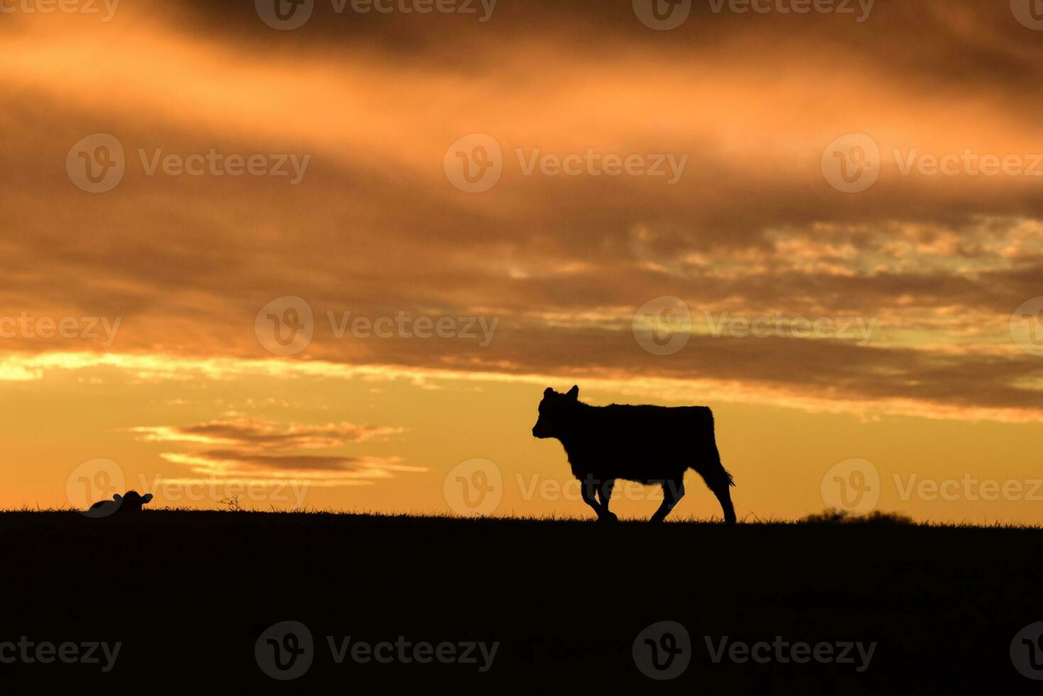 Cows fed  grass, in countryside, Pampas, Patagonia,Argentina photo