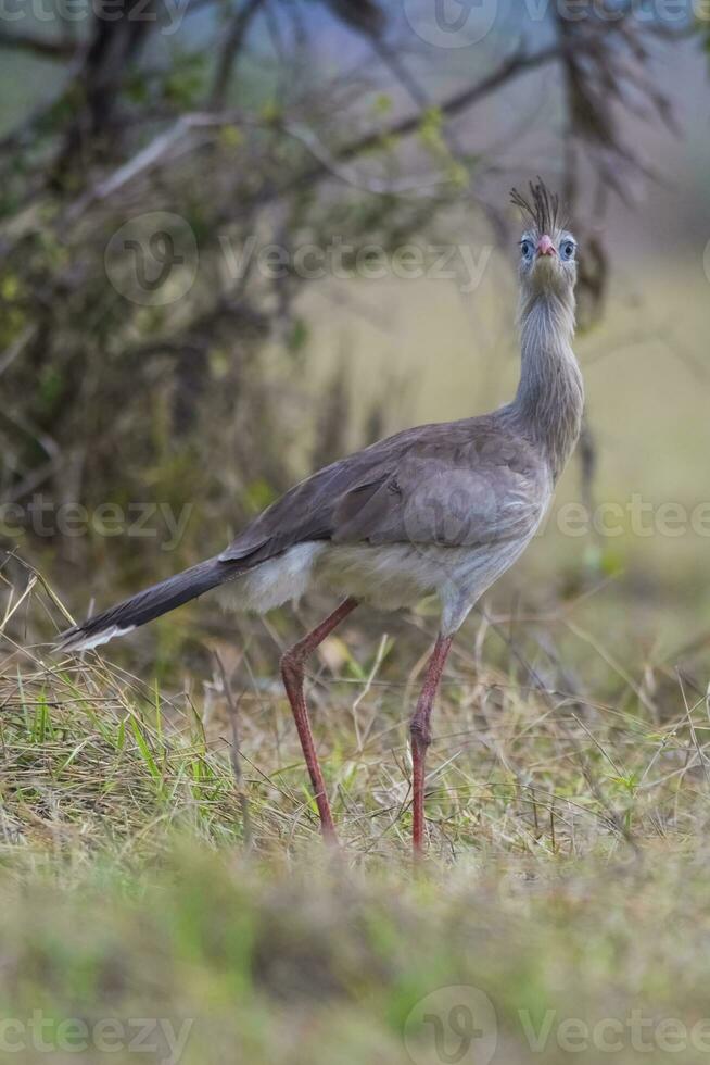 rojo patas seriema, pantanal , Brasil foto