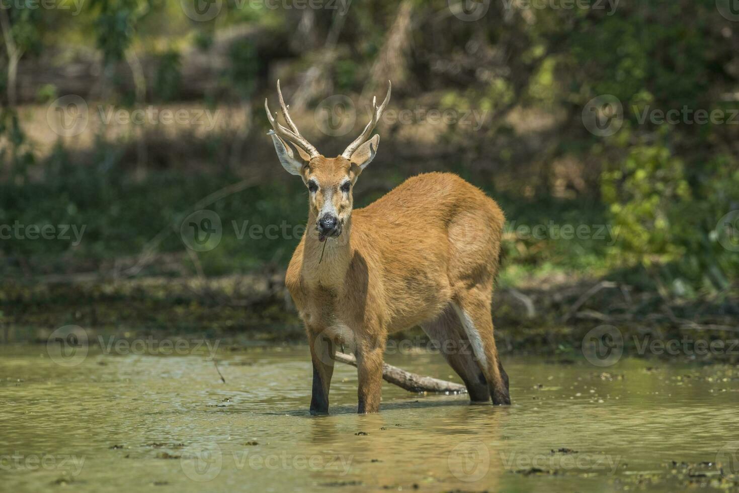 pantano ciervo, blastocerus dicotómico, en pantanal ambiente, Brasil foto