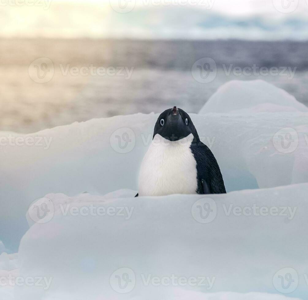 Adelie Penguin, juvenile on ice, Paulet island, Antarctica photo