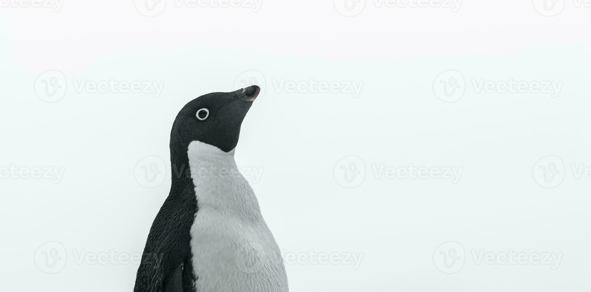 Adelie Penguin, juvenile on ice, Paulet island, Antarctica photo