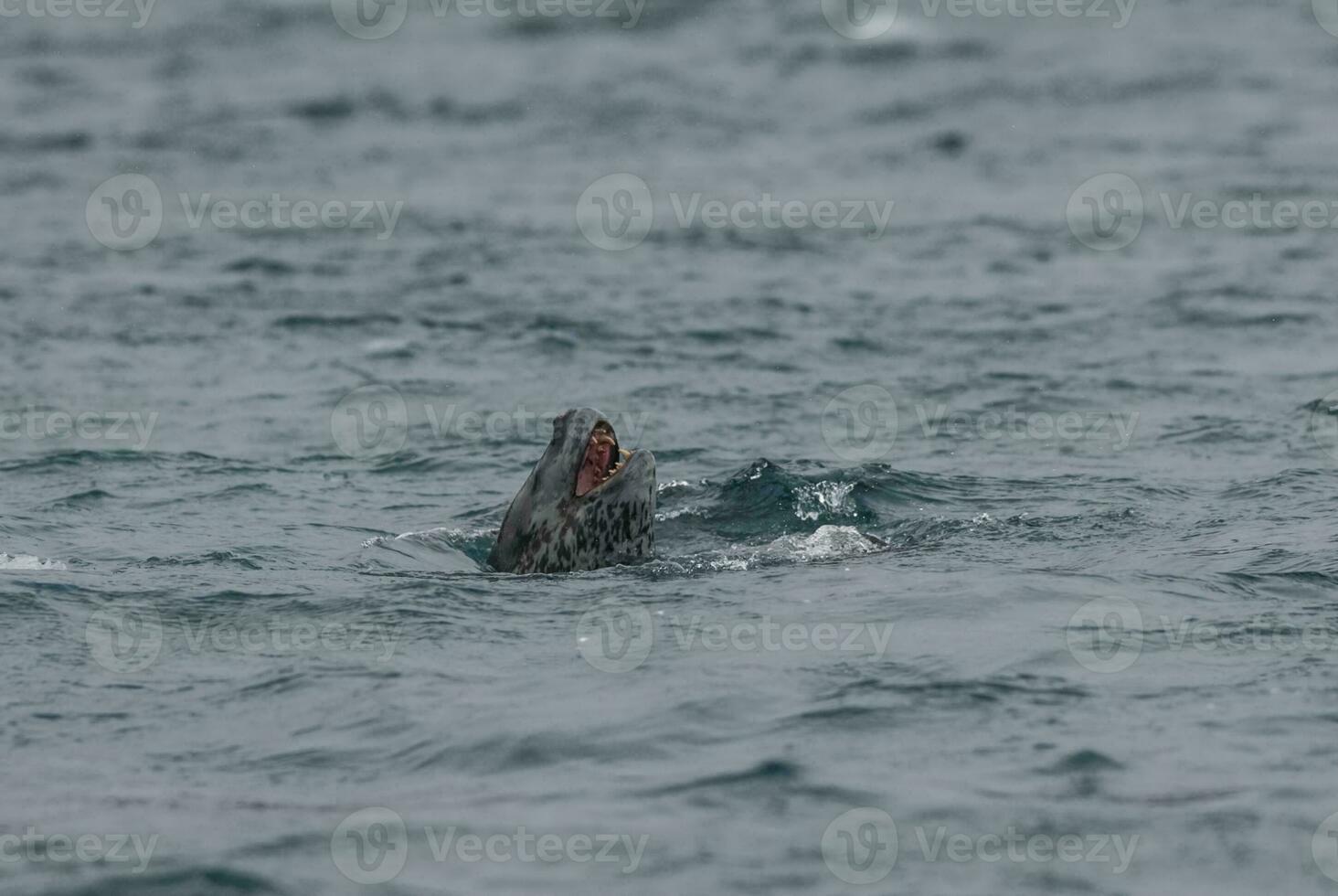 Leopard Seal,Hydrurga leptonyx,Antartica photo