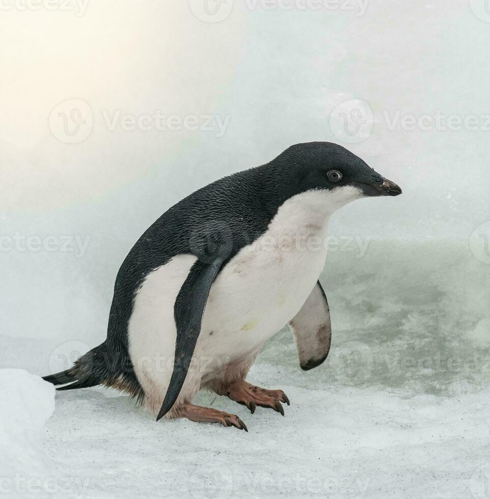 Adelie Penguin, juvenile on ice, Paulet island, Antarctica photo