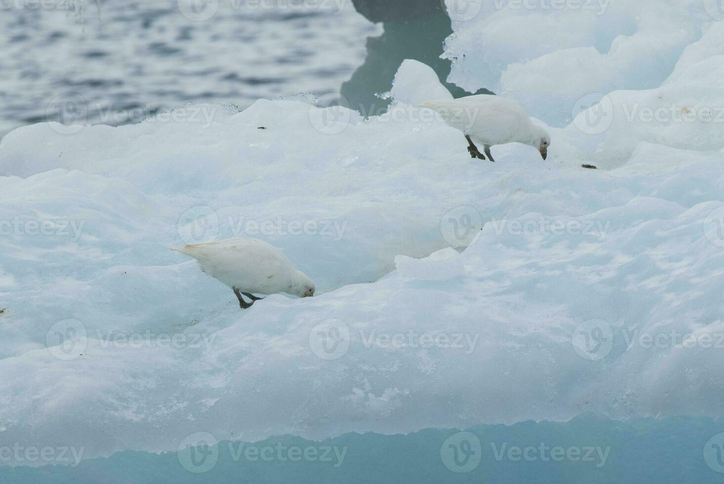 Snowy Sheathbill , Chionis Alba on ice, Paulet Island, Antartica photo