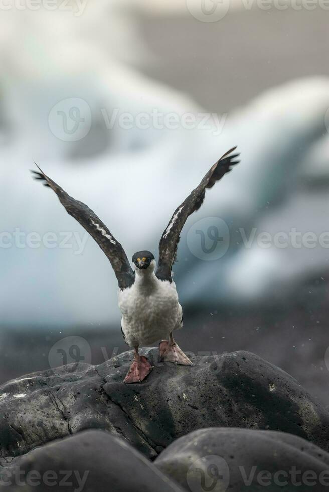 Imperial Cormorant, breeding colony, Paulet Island, Antarica photo