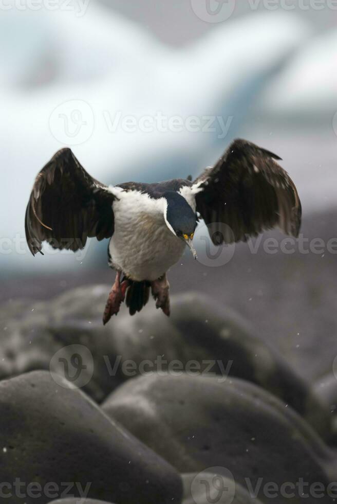 Imperial Cormorant, breeding colony, Paulet Island, Antarica photo