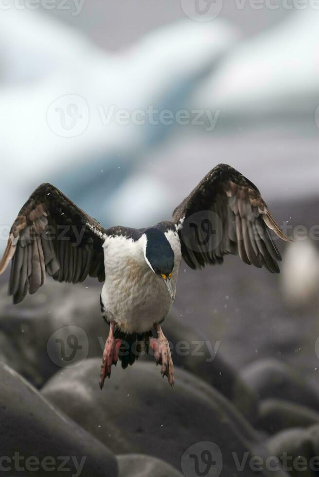 Imperial Cormorant, breeding colony, Paulet Island, Antarica photo