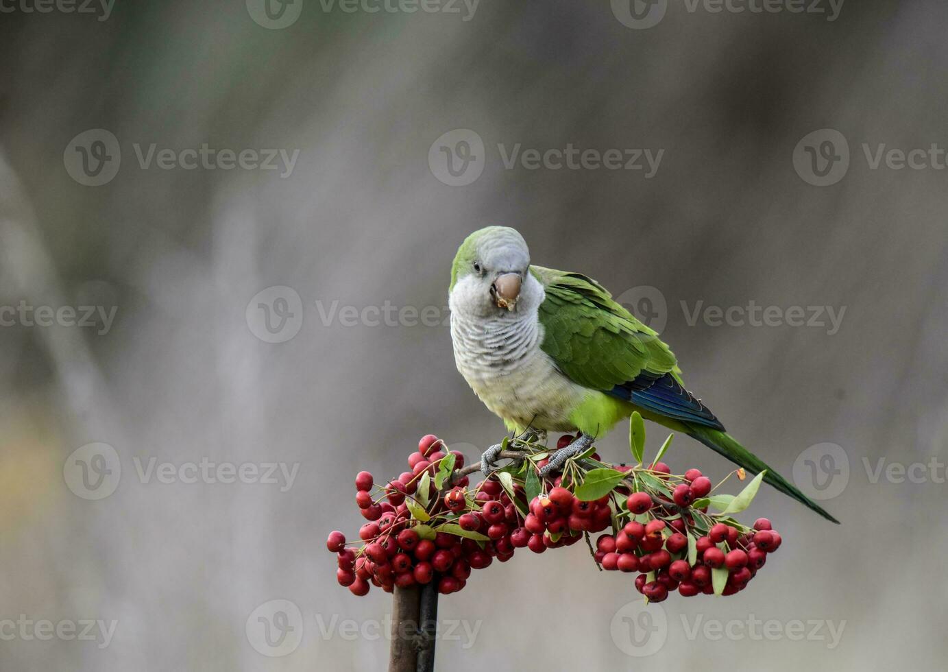 Parakeet,feeding on wild fruits, La Pampa, Patagonia, Argentina photo