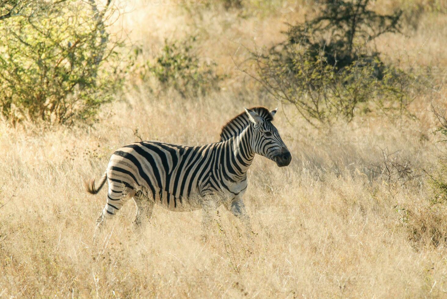 Zebra in the African savannah, photo