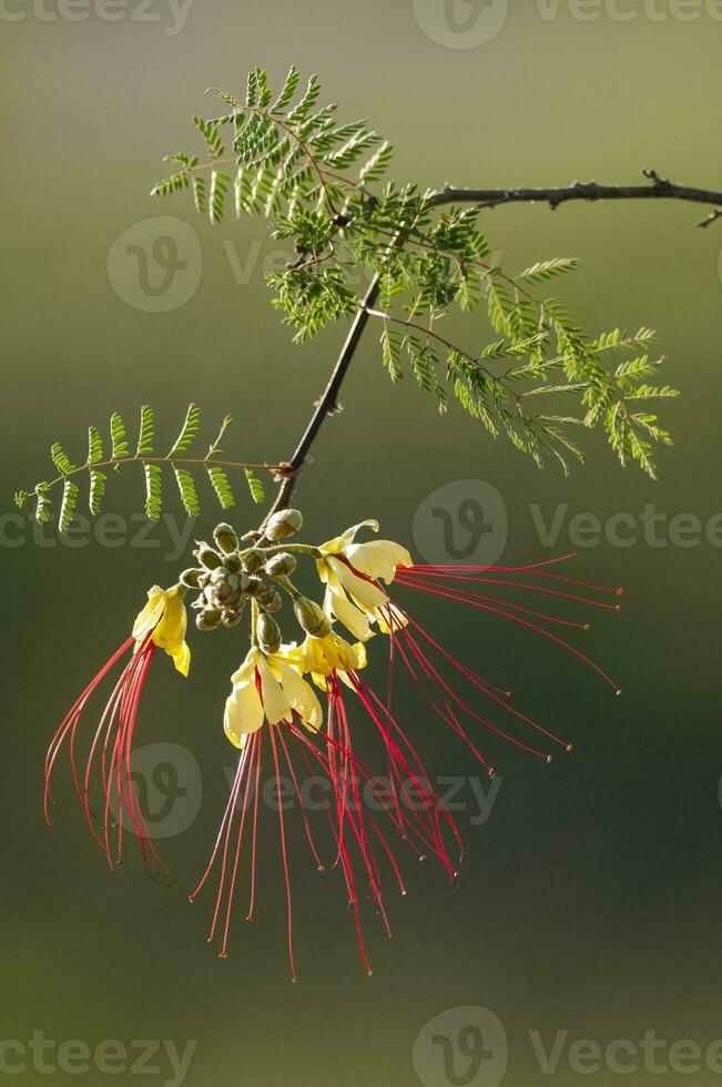 salvaje flor en Patagonia, caesalpinia gilliesii, la pampa, argentina. foto