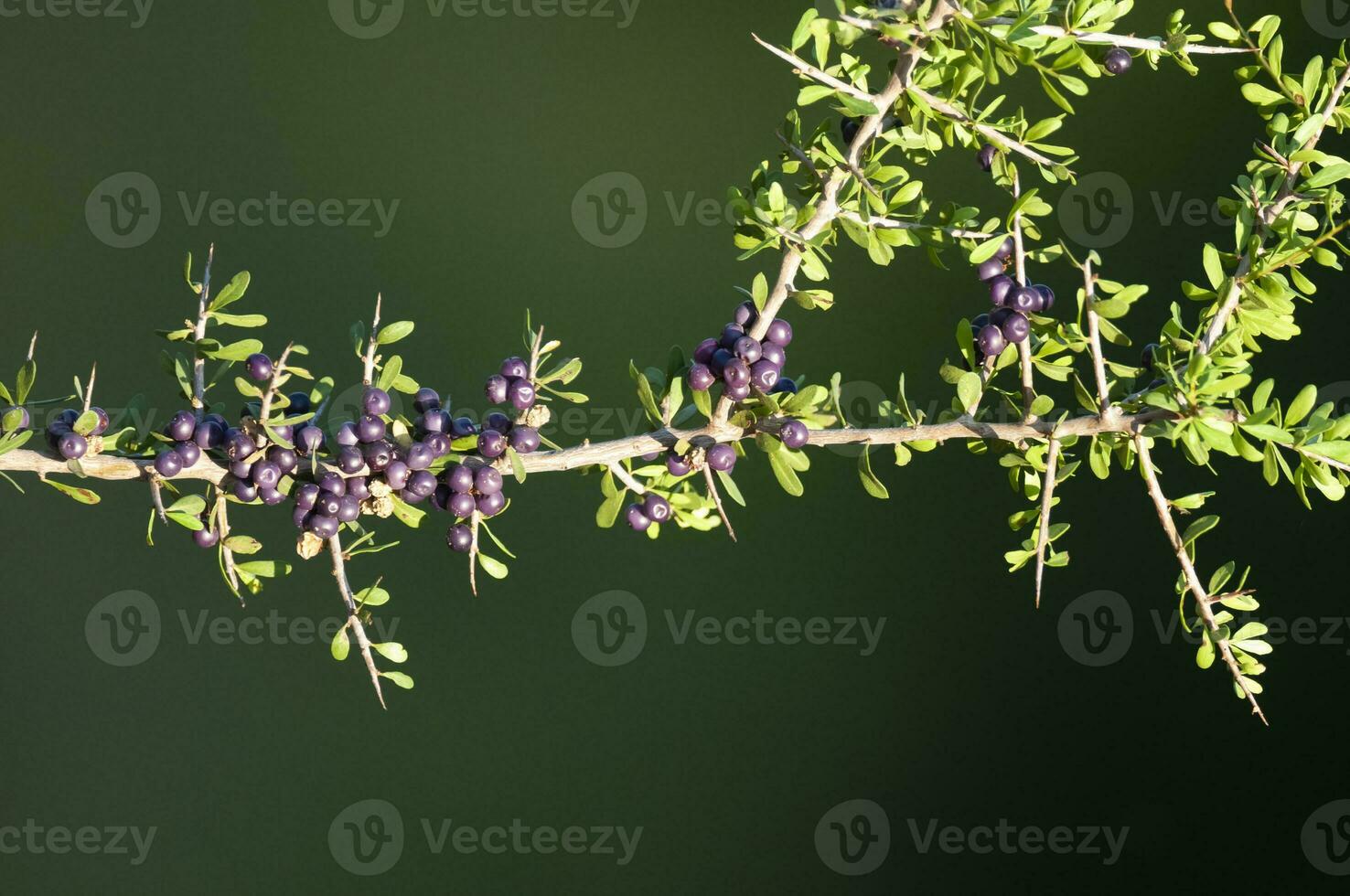 Wild fruits in Pampas forest environment, La Pampa Province, Patagonia, Argentina. photo