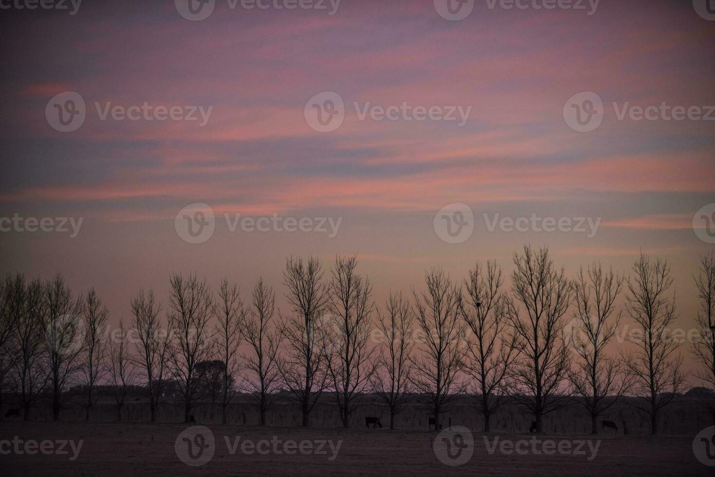 Landscape with windmill at sunset, Pampas, Patagonia,Argentina photo