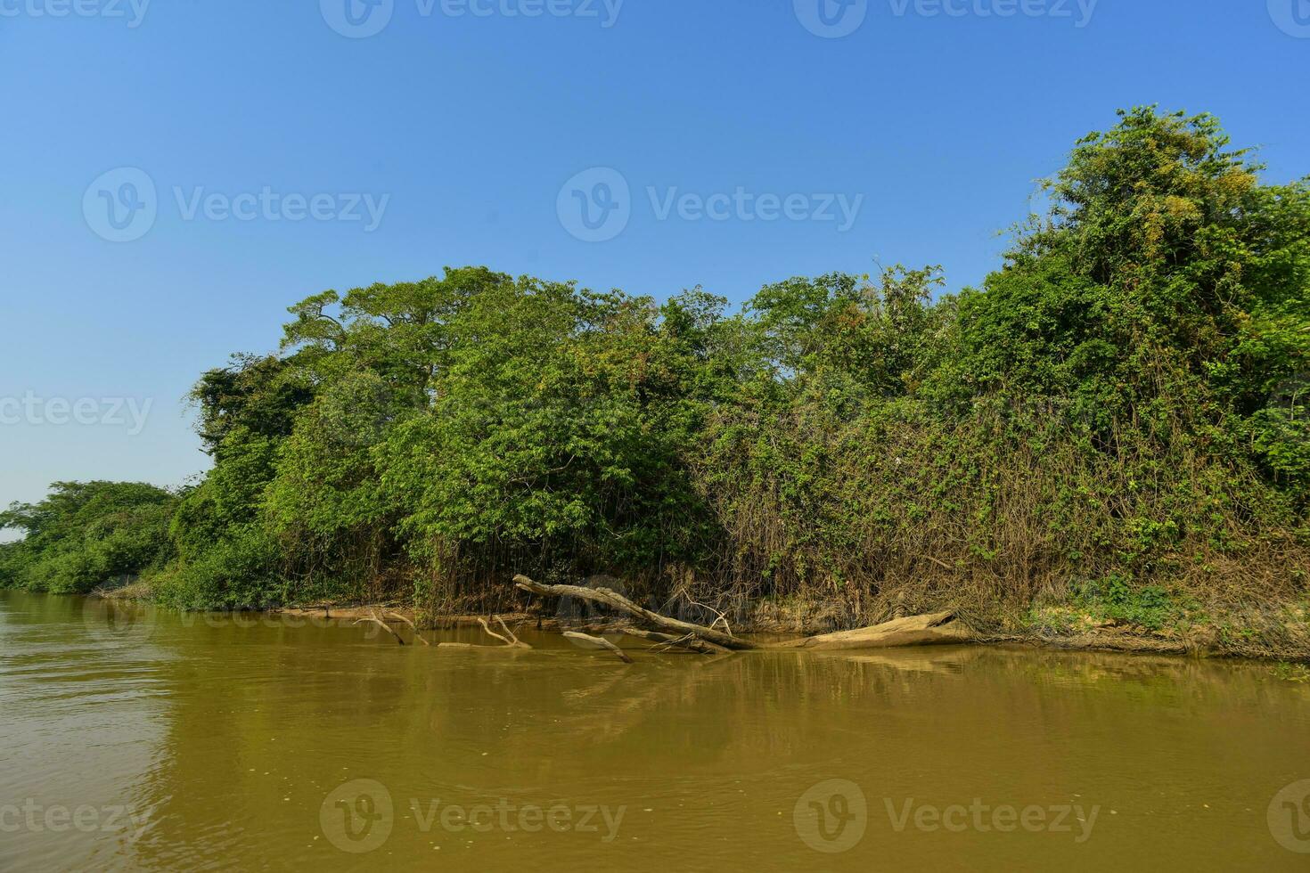 River landscape  and jungle,Pantanal, Brazil photo