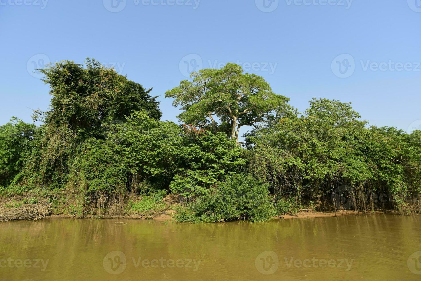 River landscape  and jungle,Pantanal, Brazil photo