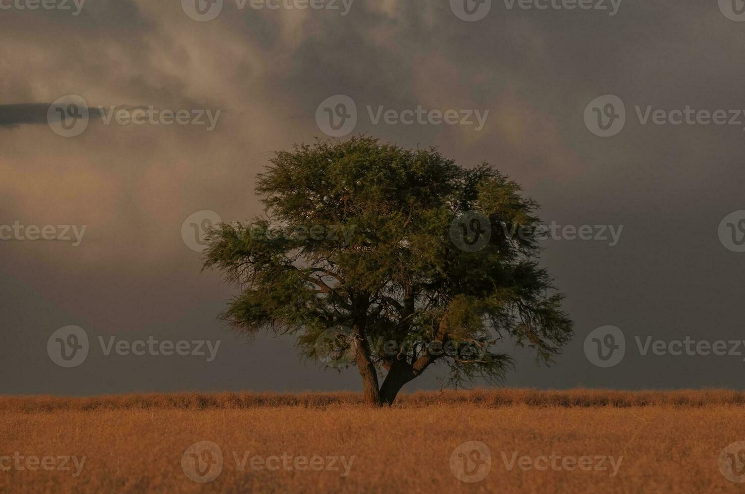 Pampas tree landscape, La Pampa province, Patagonia, Argentina. photo