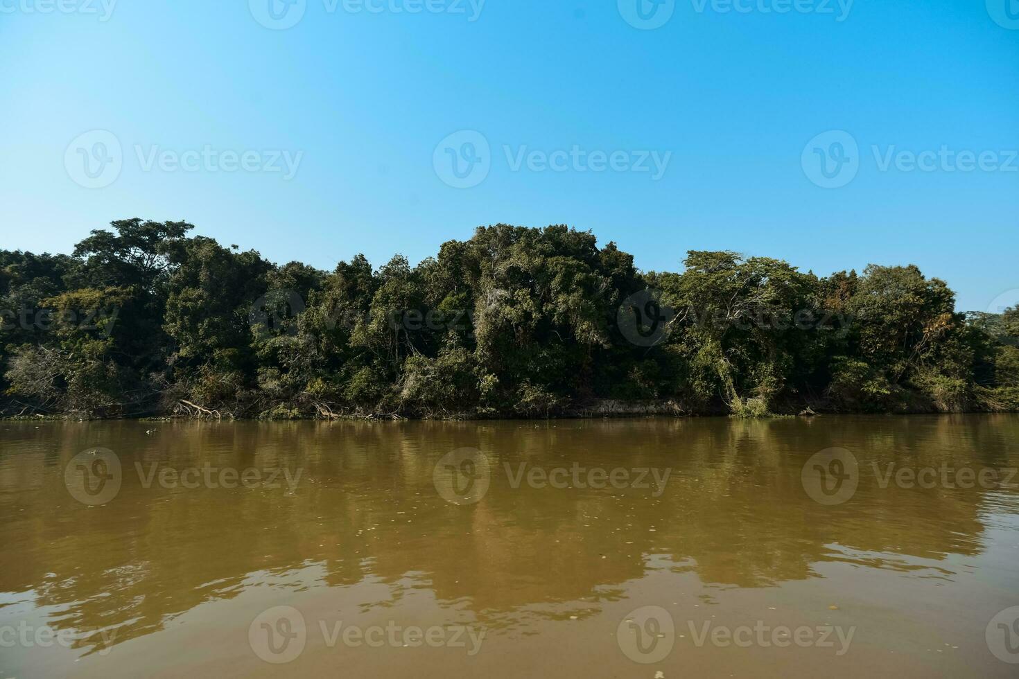 River landscape  and jungle,Pantanal, Brazil photo