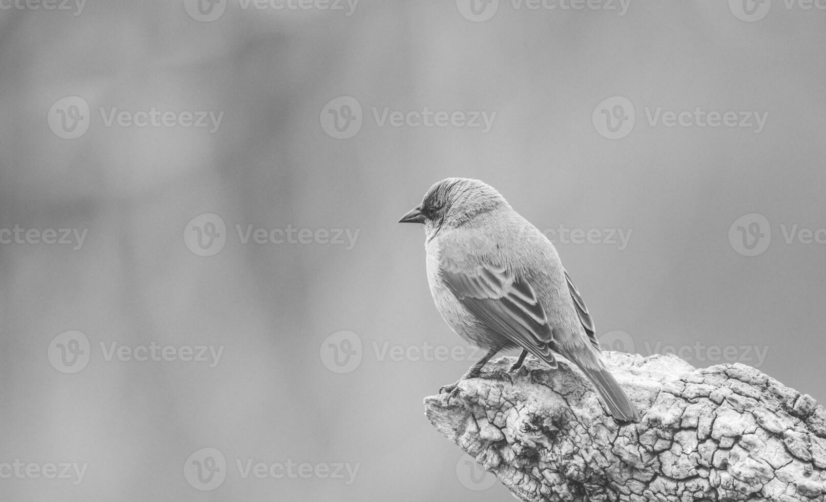 Bay winged Cowbird photo