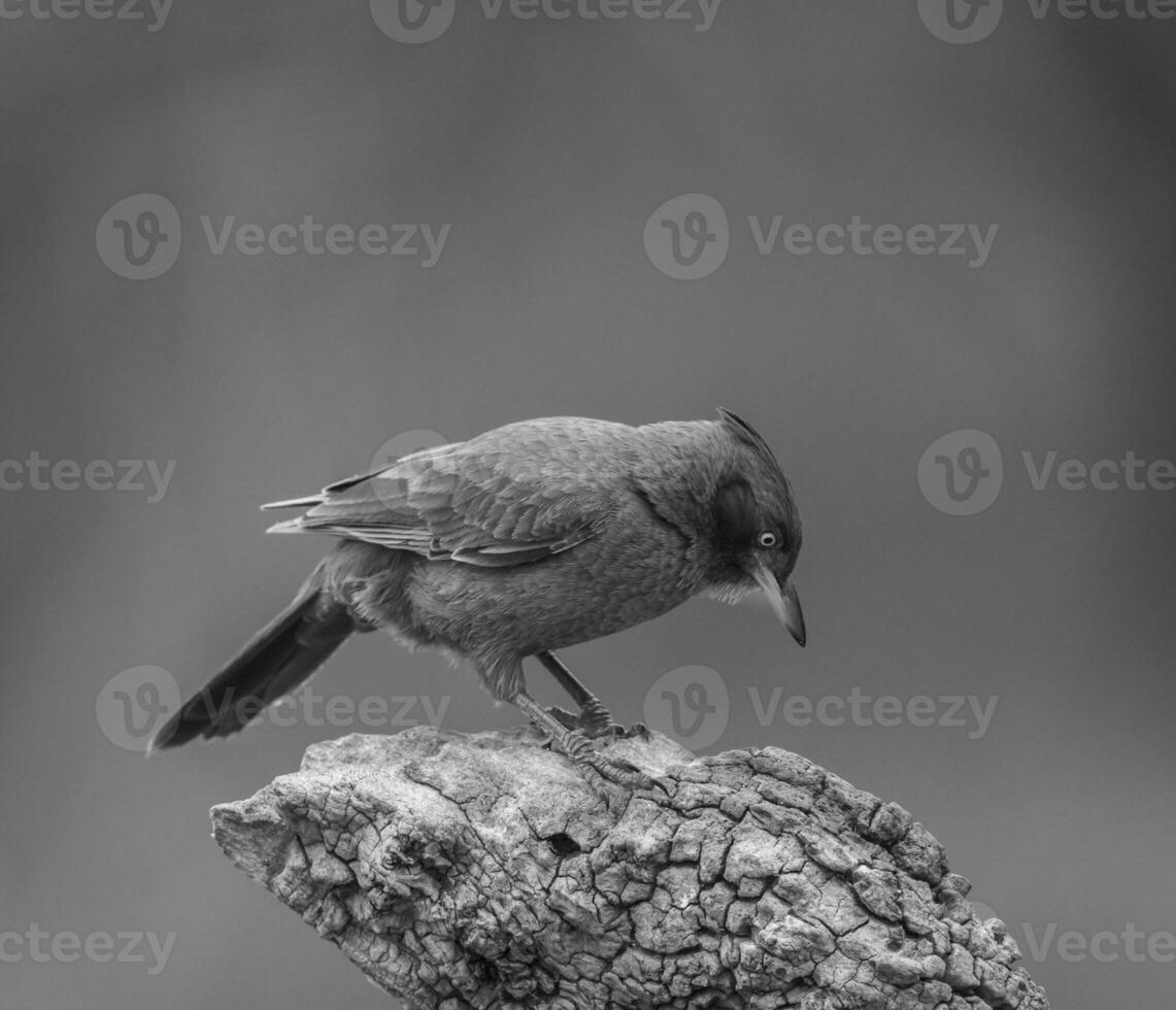 Brown cacholote , Patagonia , Argentina photo