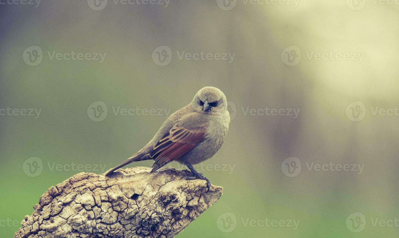 Bay winged Cowbird photo