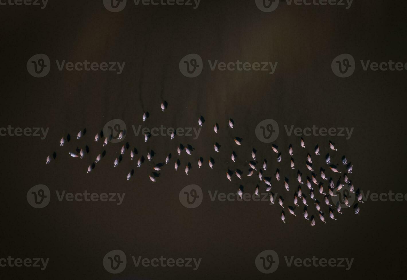 Flamingos flock in Patagonia, Aerial view,Argentina photo