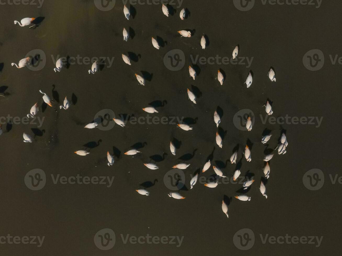 Flamingos flock in Patagonia, Aerial view,Argentina photo