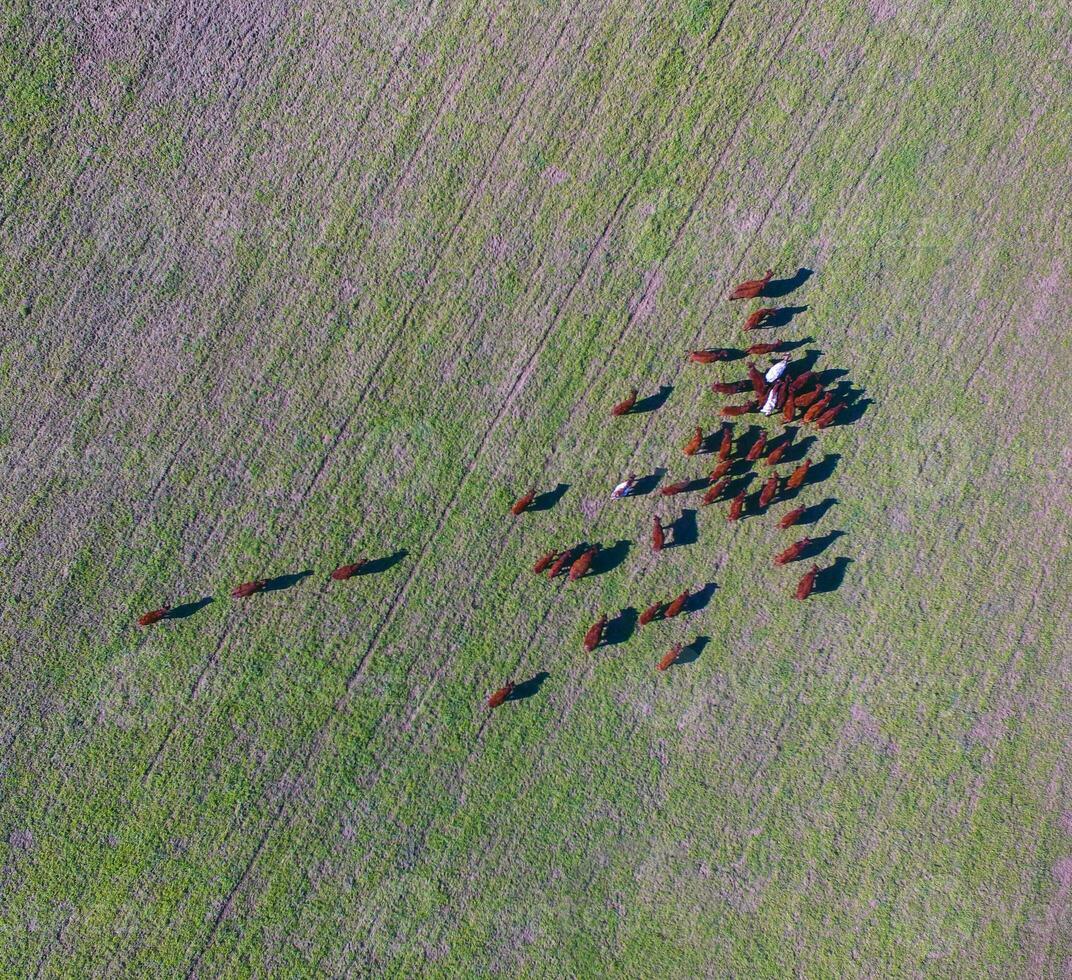 Cows fed  grass, in countryside, Pampas, Patagonia,Argentina photo