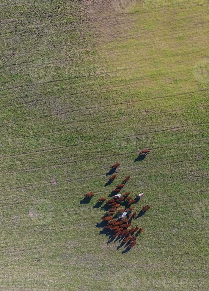 Cows fed  grass, in countryside, Pampas, Patagonia,Argentina photo