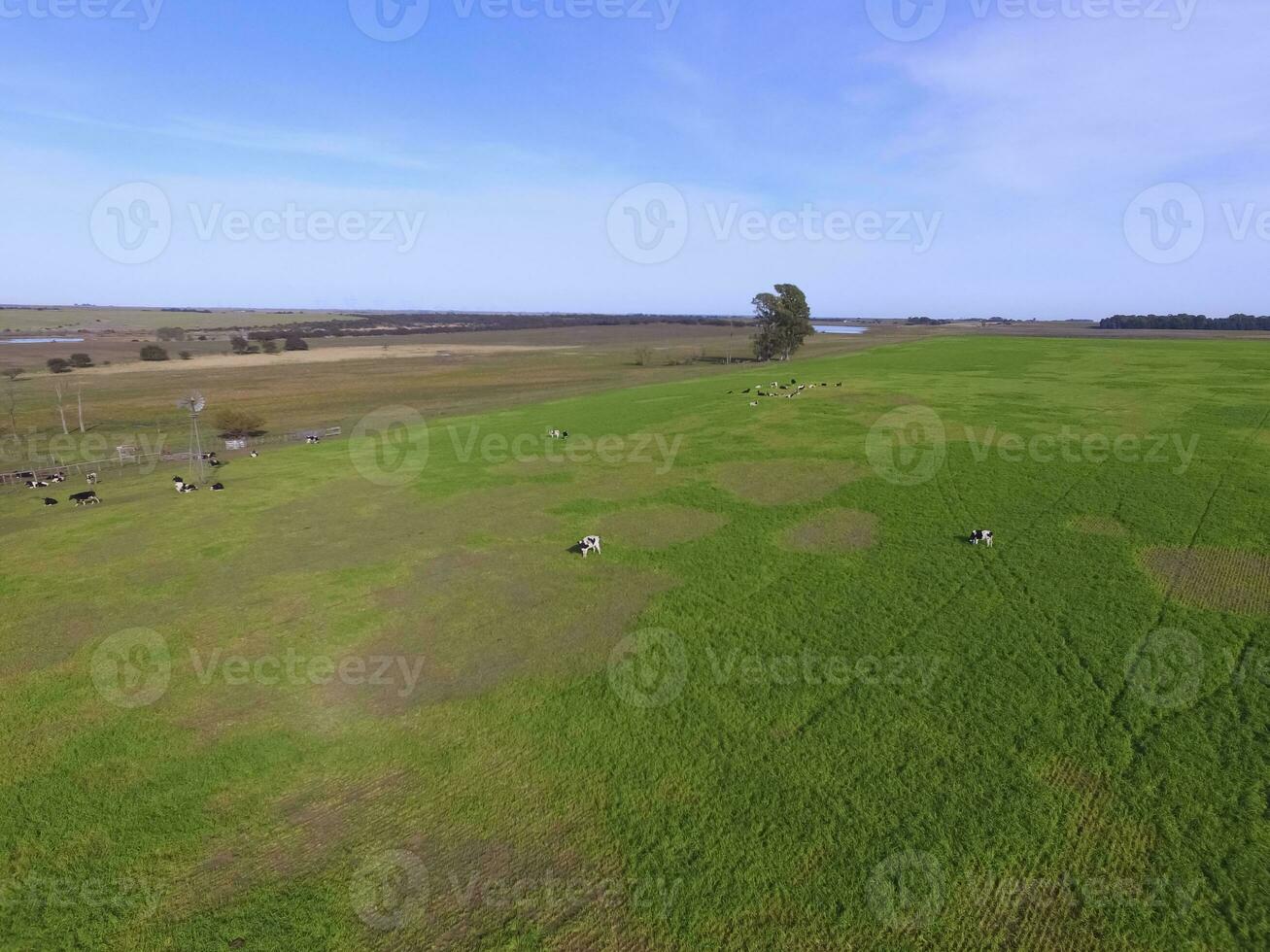 Cows fed  grass, in countryside, Pampas, Patagonia,Argentina photo