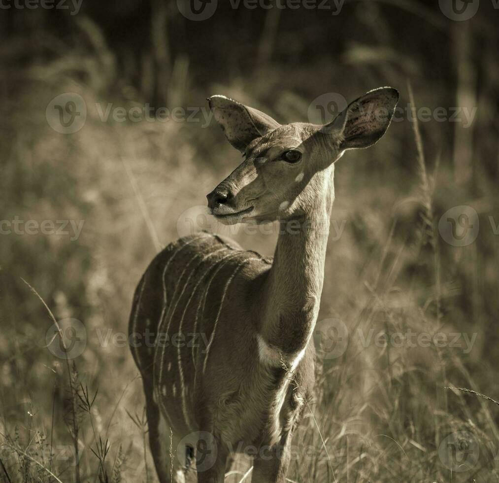 Nyala in African savanna environment, South Africa photo