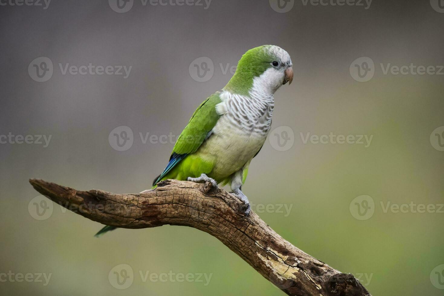 Parakeet,in jungle environment, La Pampa, Patagonia, Argentina photo