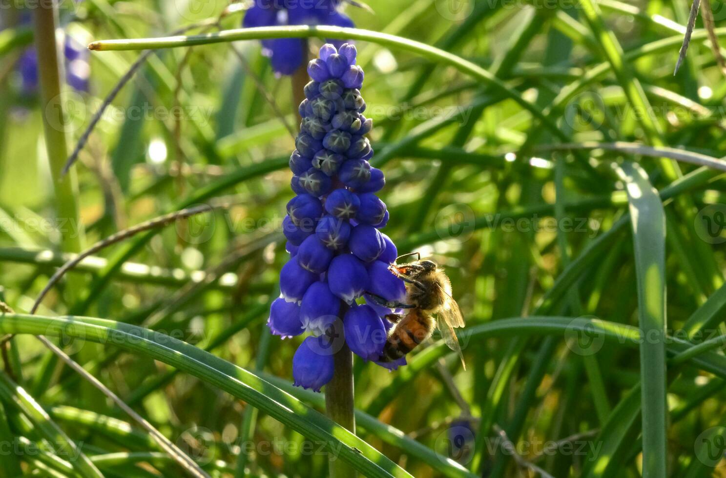 abeja en flores en primavera foto