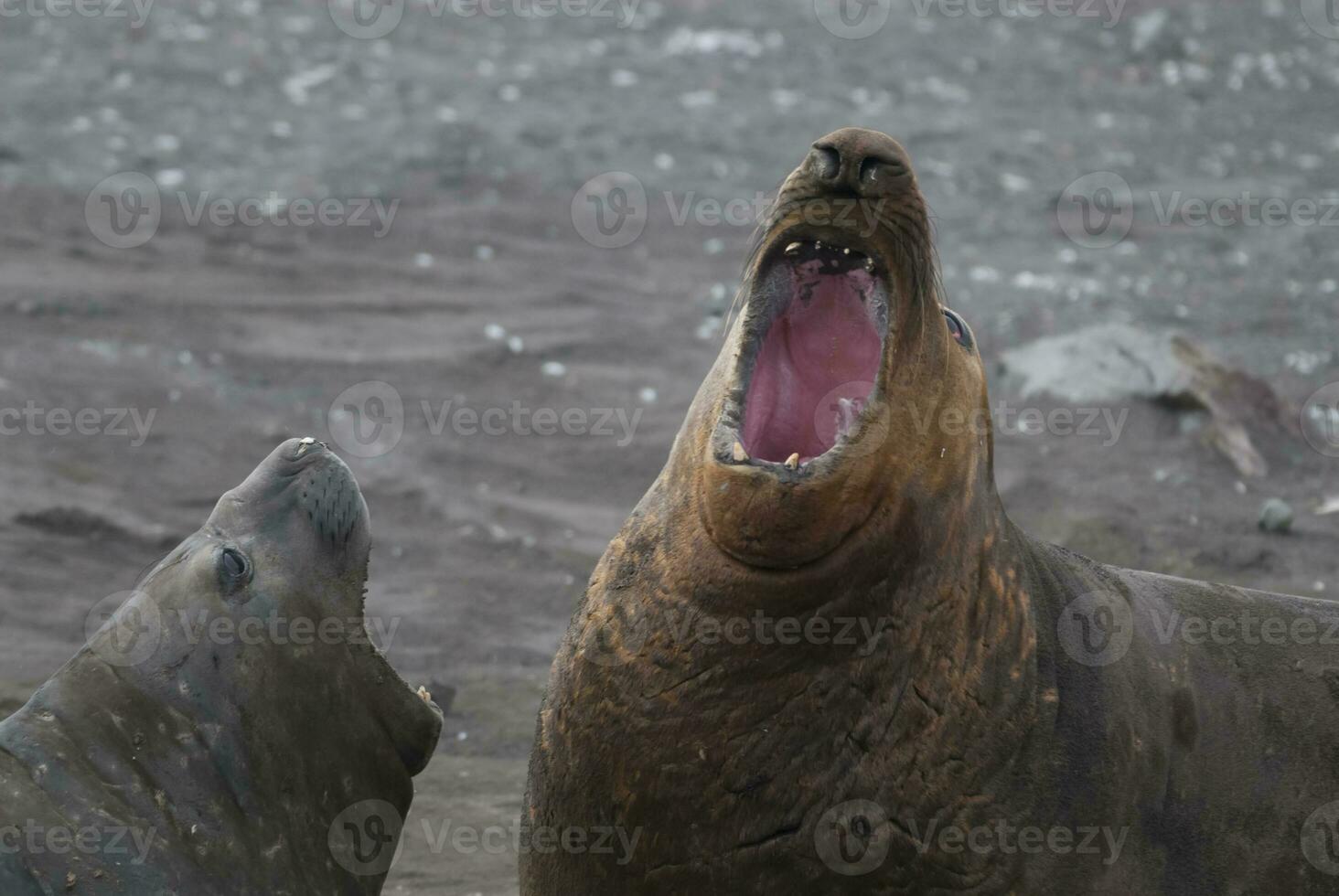 Elephant seal, Hannah Point, Antartic peninsula. photo