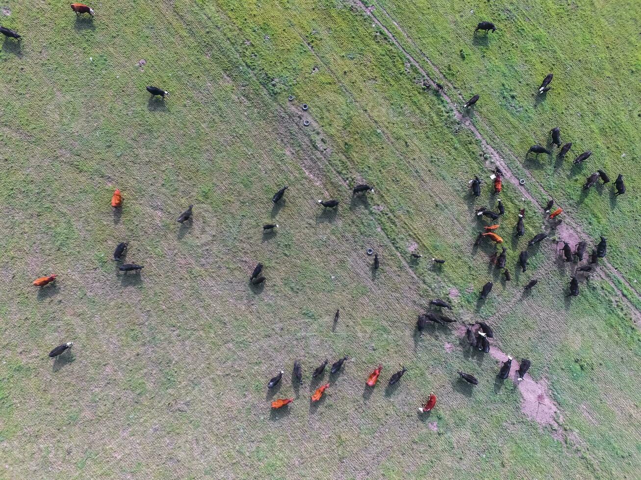 Cows aerial view, Buenos Aires,Argentina photo