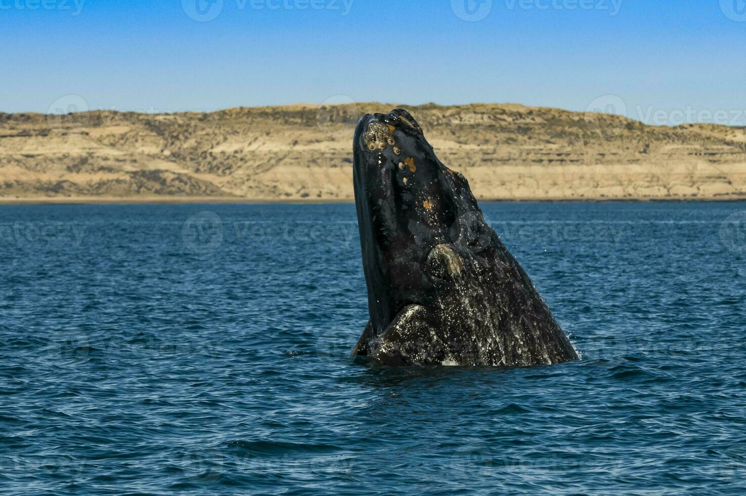 Whale jumping in Peninsula Valdes,, Patagonia, Argentina photo