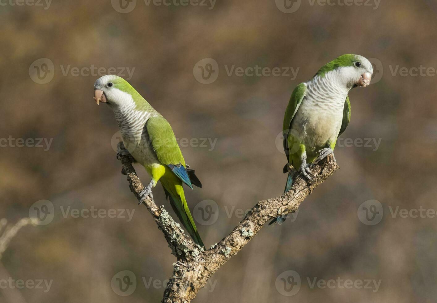 Parakeet,in jungle environment, La Pampa, Patagonia, Argentina photo