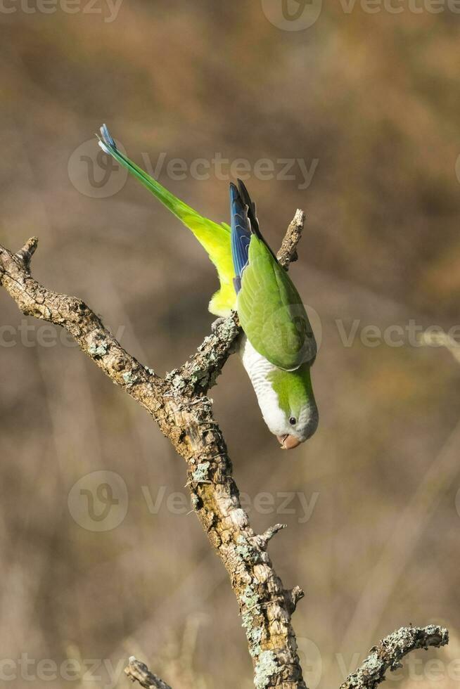 Parakeet,in jungle environment, La Pampa, Patagonia, Argentina photo