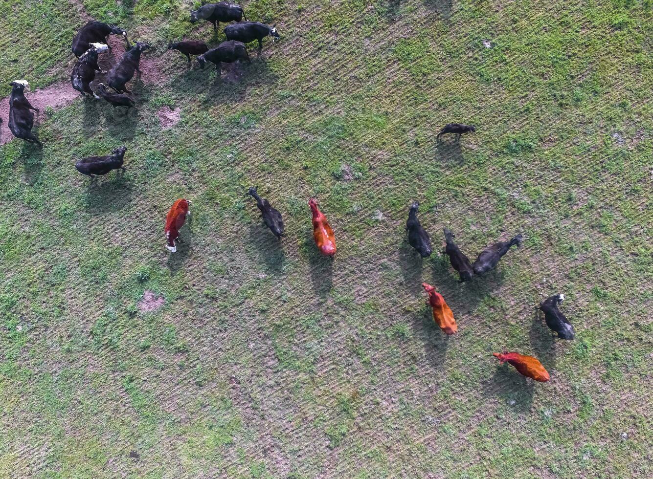 Cows aerial view, Buenos Aires,Argentina photo