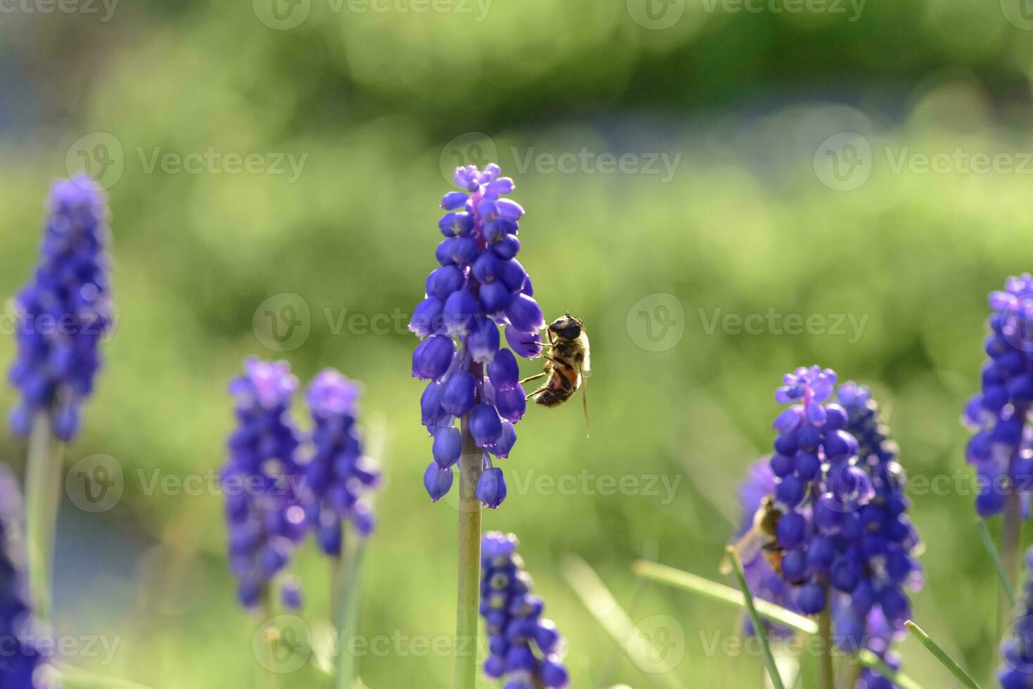 Bee on flowers in spring photo